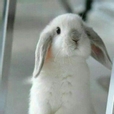 톨끼