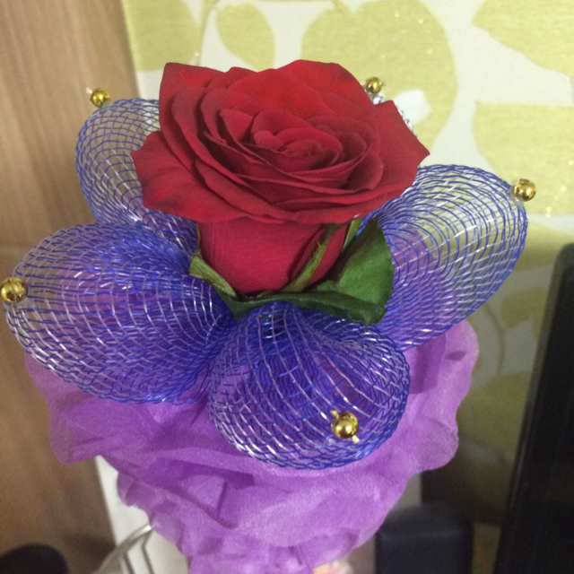 rosa 프로필