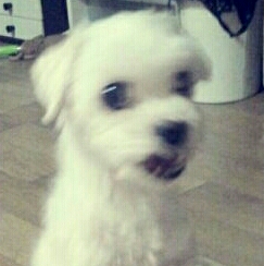 망고야밥먹자 프로필