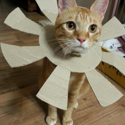 금도리누나 프로필