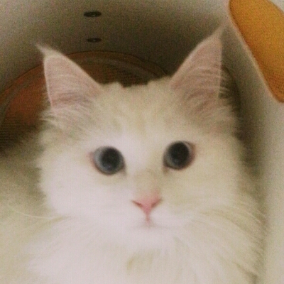 오설록 프로필