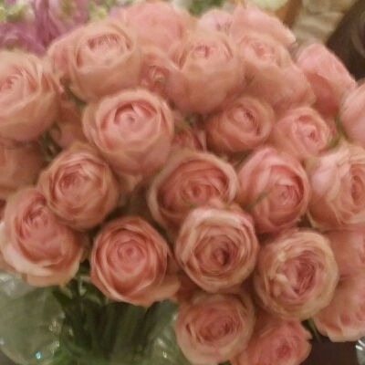 라비으네 프로필