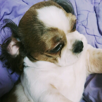 보리보는냥이 프로필