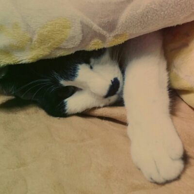 흑곰 프로필