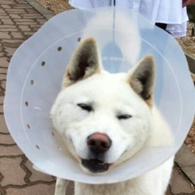 Aiona  프로필