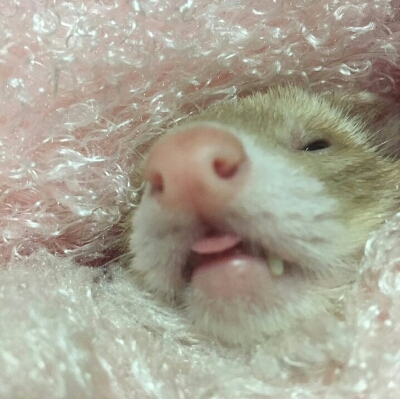 뽀쪼뽀쪼 프로필