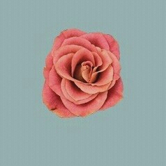 몽란 프로필