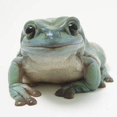 Frogy 프로필