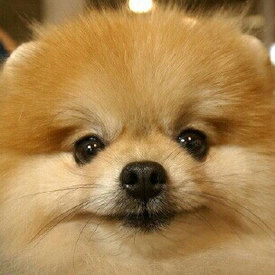 노다메 프로필