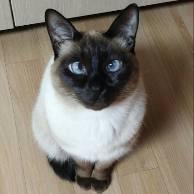 양냐옹 프로필