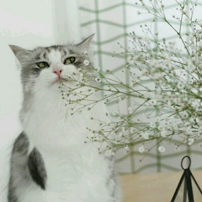 sinsie 프로필