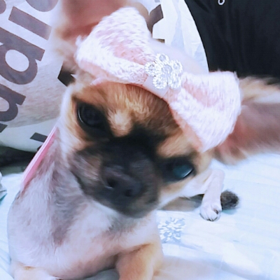 코코마미 프로필