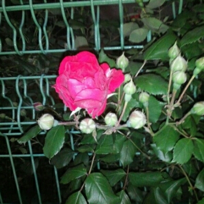블리연 프로필