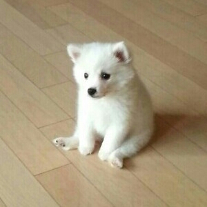 음파음파 프로필