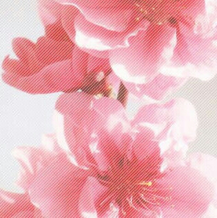 앙아아우 프로필