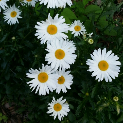 블루볼 프로필