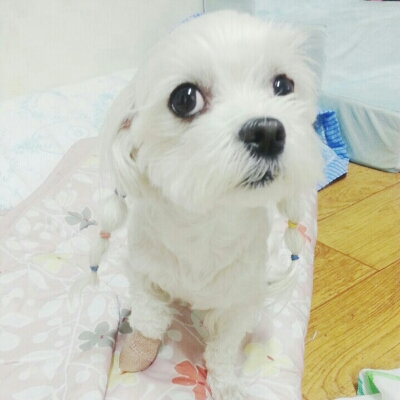 뚱이언니 프로필