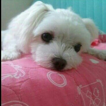 쪼롱 프로필