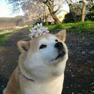 소이a 프로필