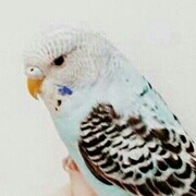 버블비 프로필