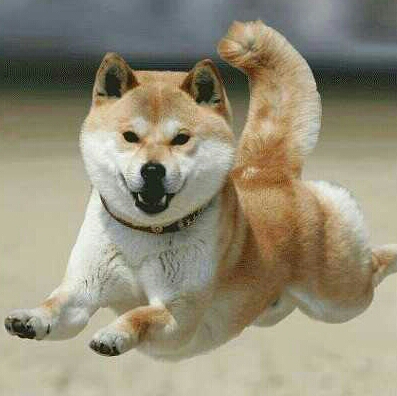 닐라바닐라 프로필