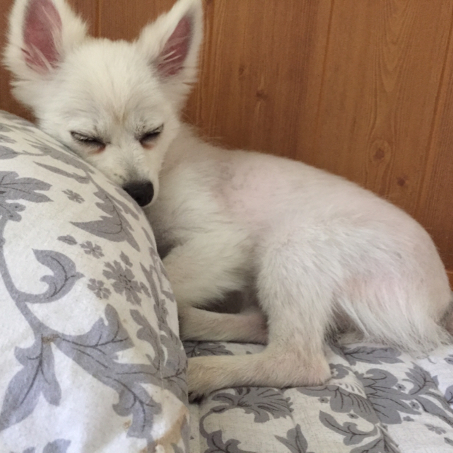 유세이 프로필