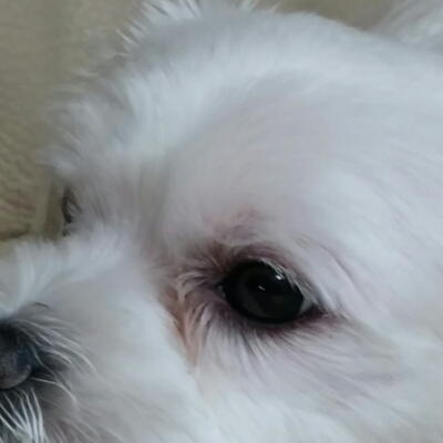 윤아이린 프로필