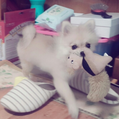 똥꼬발랄꼬미 프로필