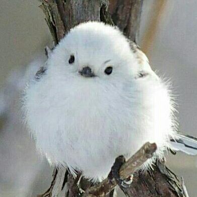 허니듀 프로필