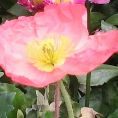 하쏭 프로필