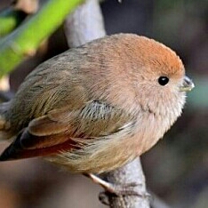 샤먼술사 프로필