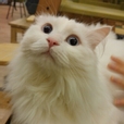 새물