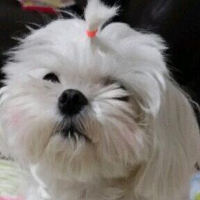 귀염토미 프로필
