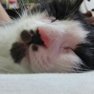 꼬꼬룡 프로필