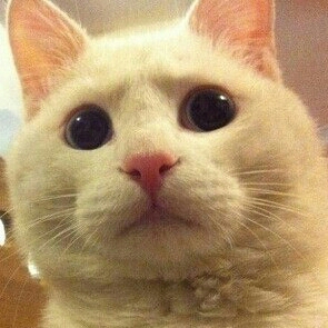 뿌부부뿌 프로필