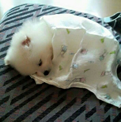 뇽이잉 프로필