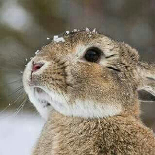 맹채스터 프로필