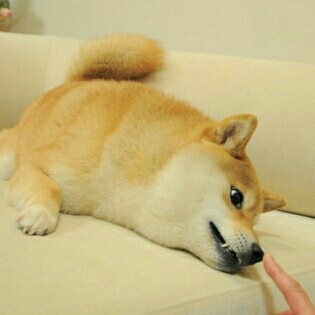 무릎원숭이 프로필