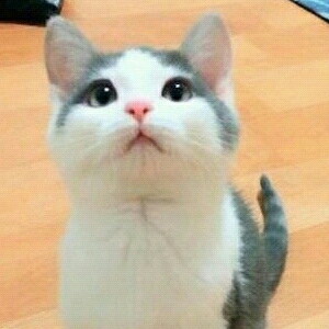 새벽달 프로필