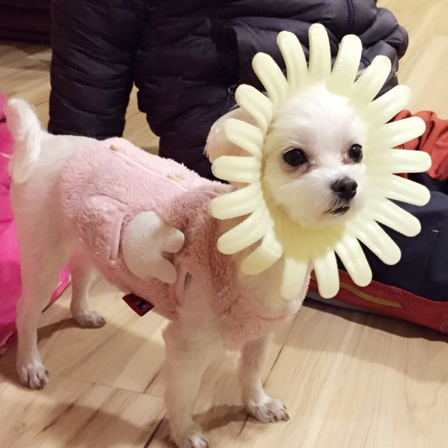 꽁보리 프로필