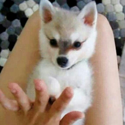 연보라 프로필