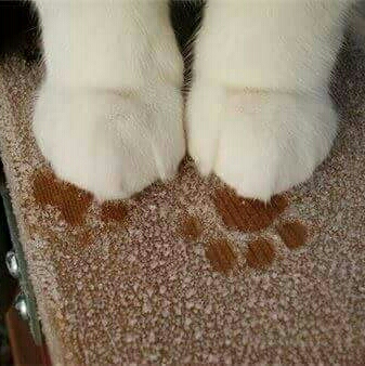 안테나 프로필