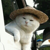 시드 프로필