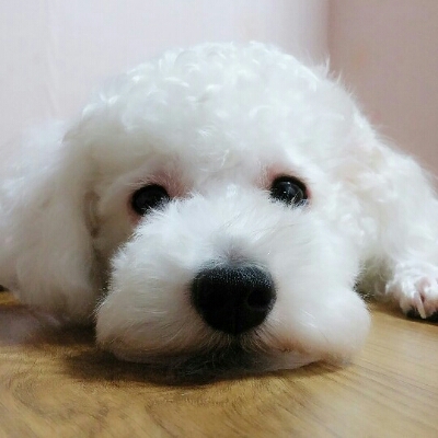 로즈케일 프로필