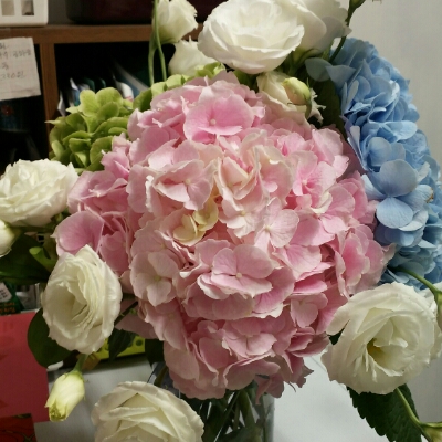 diva 프로필