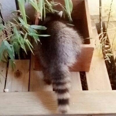 숫사자 프로필