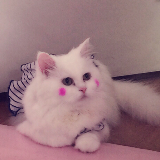 분홍이언니 프로필