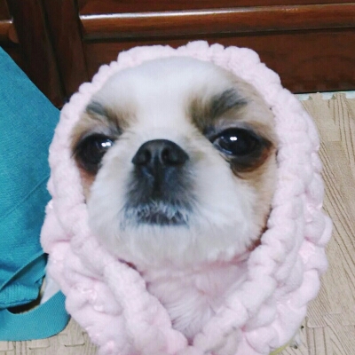 늘보여우 프로필