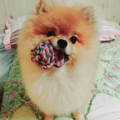 뚜지잉 프로필