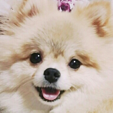야구롱 프로필